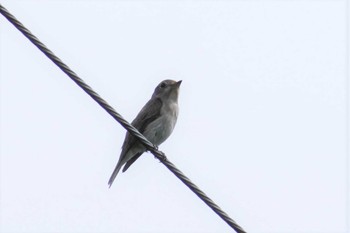 Wed, 5/3/2023 Birding report at 鳥取県