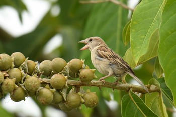 House Sparrow タイ Sat, 6/9/2018