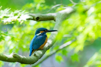 カワセミ 薬師池公園 2023年5月1日(月)