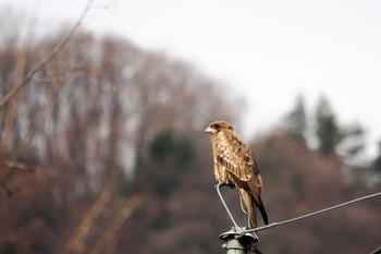 Sun, 3/19/2023 Birding report at 丹波山村水源公園