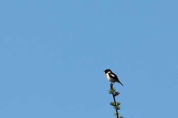 Thu, 5/4/2023 Birding report at JGSDF Kita-Fuji Exercise Area