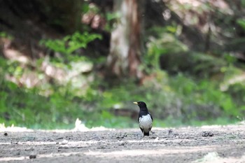 2023年5月6日(土) 北富士演習場の野鳥観察記録