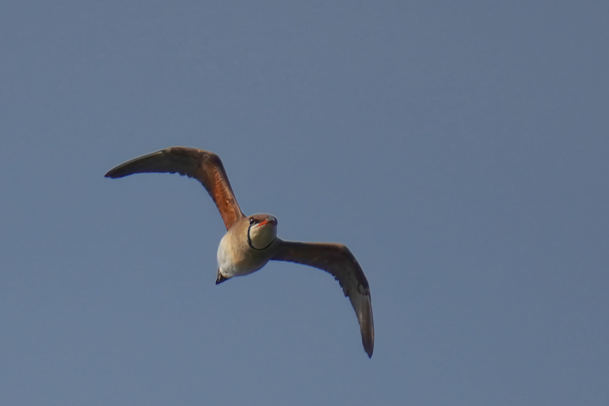 Oriental Pratincole