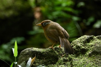 ガビチョウ 場所が不明 2023年5月8日(月)