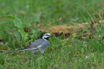 White Wagtail(ocularis) Mishima Island Sat, 4/29/2023