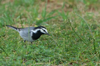 White Wagtail(ocularis) Mishima Island Sat, 4/29/2023