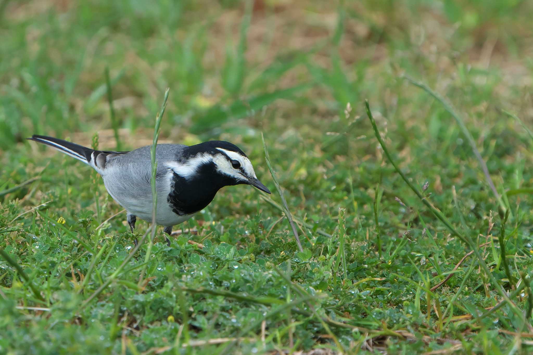 White Wagtail(ocularis)