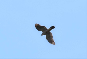 Eurasian Goshawk さきたま古墳群 Wed, 5/3/2023