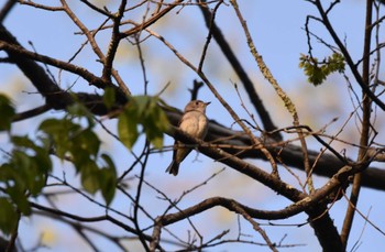 Thu, 5/4/2023 Birding report at Karuizawa wild bird forest