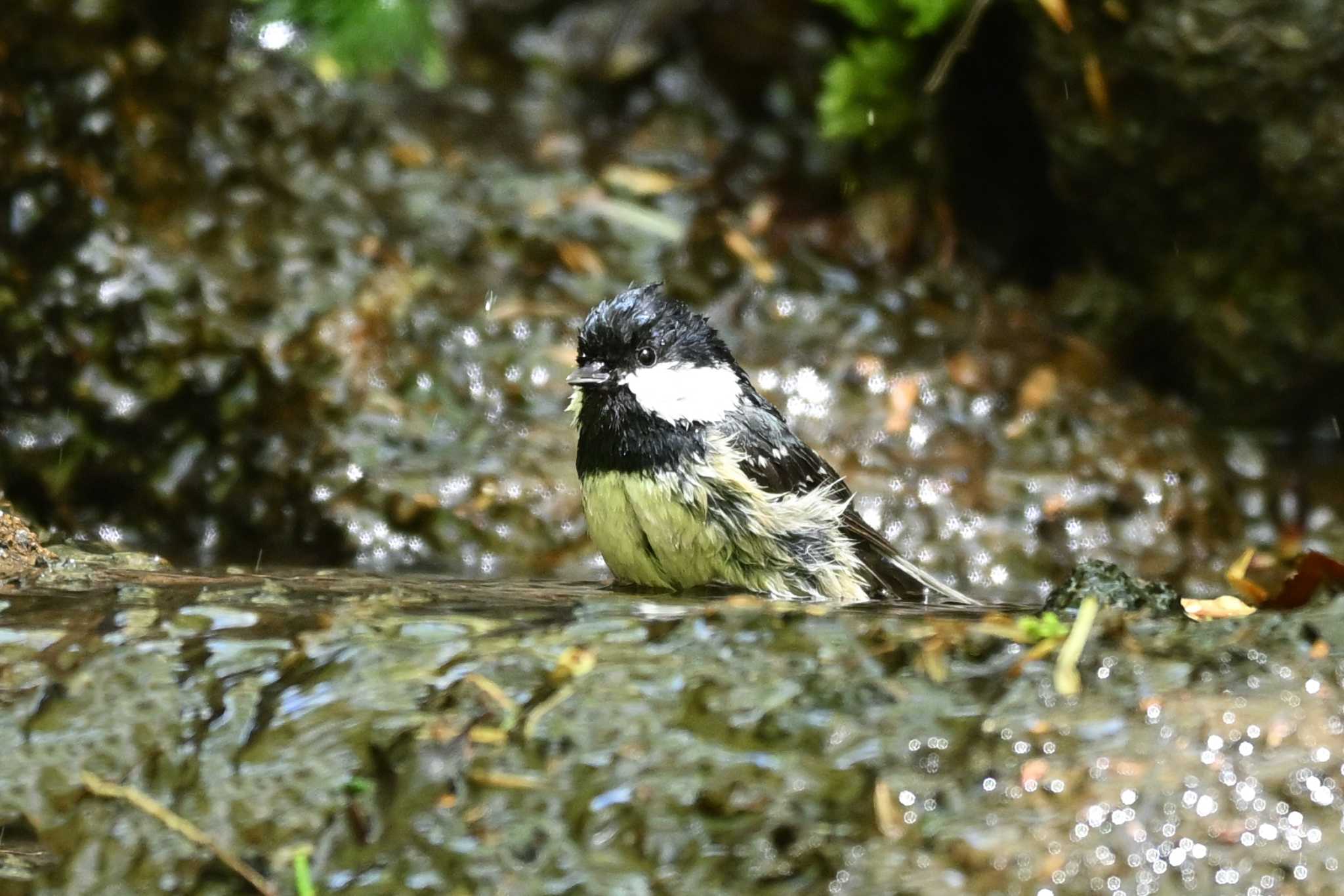 大洞の水場 ヒガラの写真 by Yokai