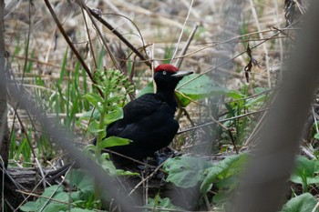 Black Woodpecker 真駒内川 Sun, 4/30/2023