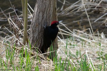 Black Woodpecker 真駒内川 Sun, 4/30/2023