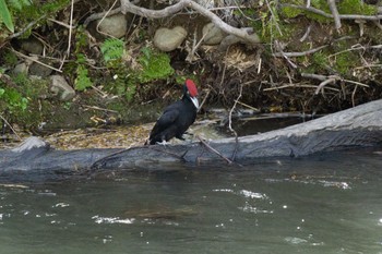 Black Woodpecker 真駒内川 Sun, 4/30/2023