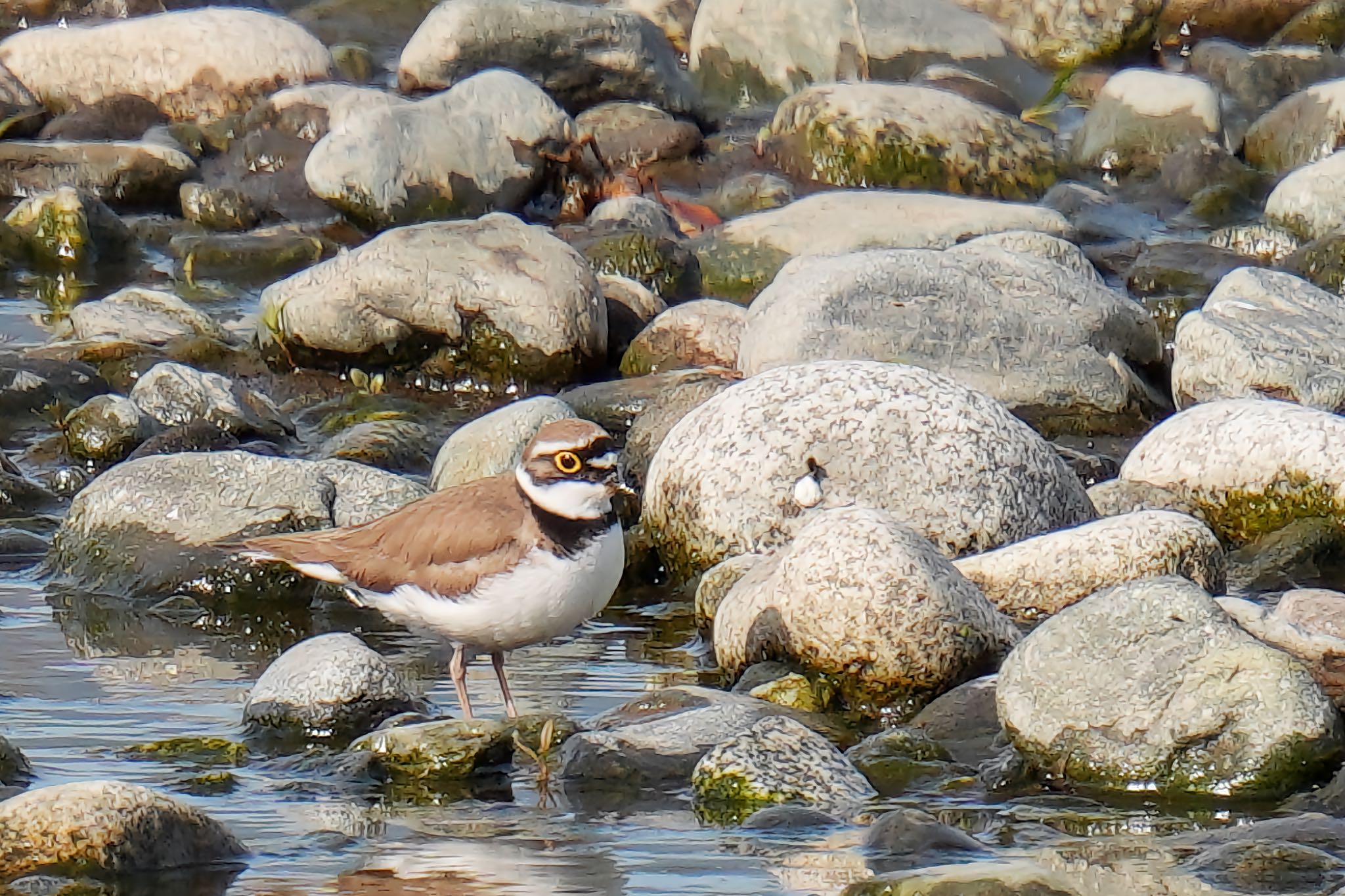 Little Ringed Plover