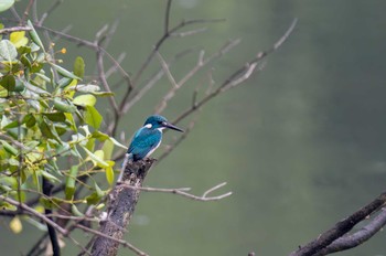 Cerulean Kingfisher タマン・ウィサタ・アラム・マングローブ, アングク・カプク Sat, 5/6/2023