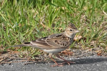 Thu, 5/4/2023 Birding report at 米子水鳥公園観察広場