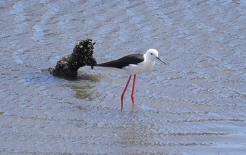 2023年5月8日(月) 土留木川河口(東海市)の野鳥観察記録