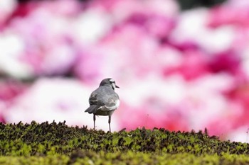 Thu, 5/4/2023 Birding report at 島根県大根島