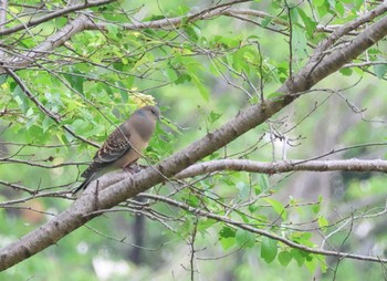 キジバト 岐阜県各務原市 2023年5月6日(土)