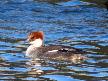 Smew 川越水上公園 Fri, 3/20/2020