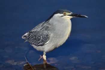 Striated Heron Suwako Lake Wed, 5/3/2023