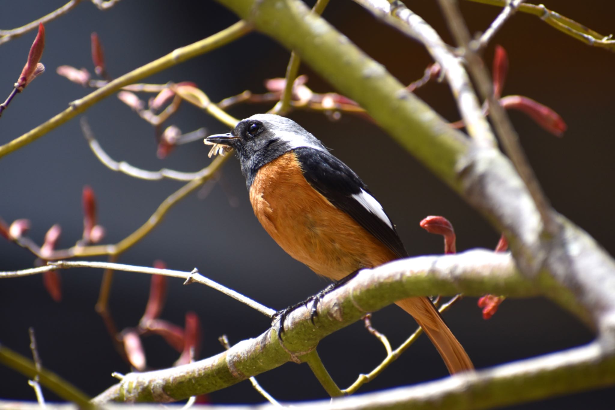 Photo of Daurian Redstart at 蓼科湖 by BARON