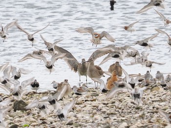 2023年4月30日(日) 谷津干潟の野鳥観察記録