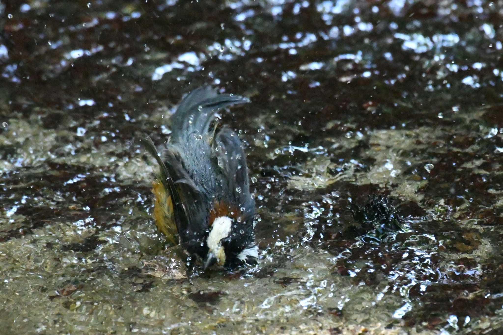 Varied Tit