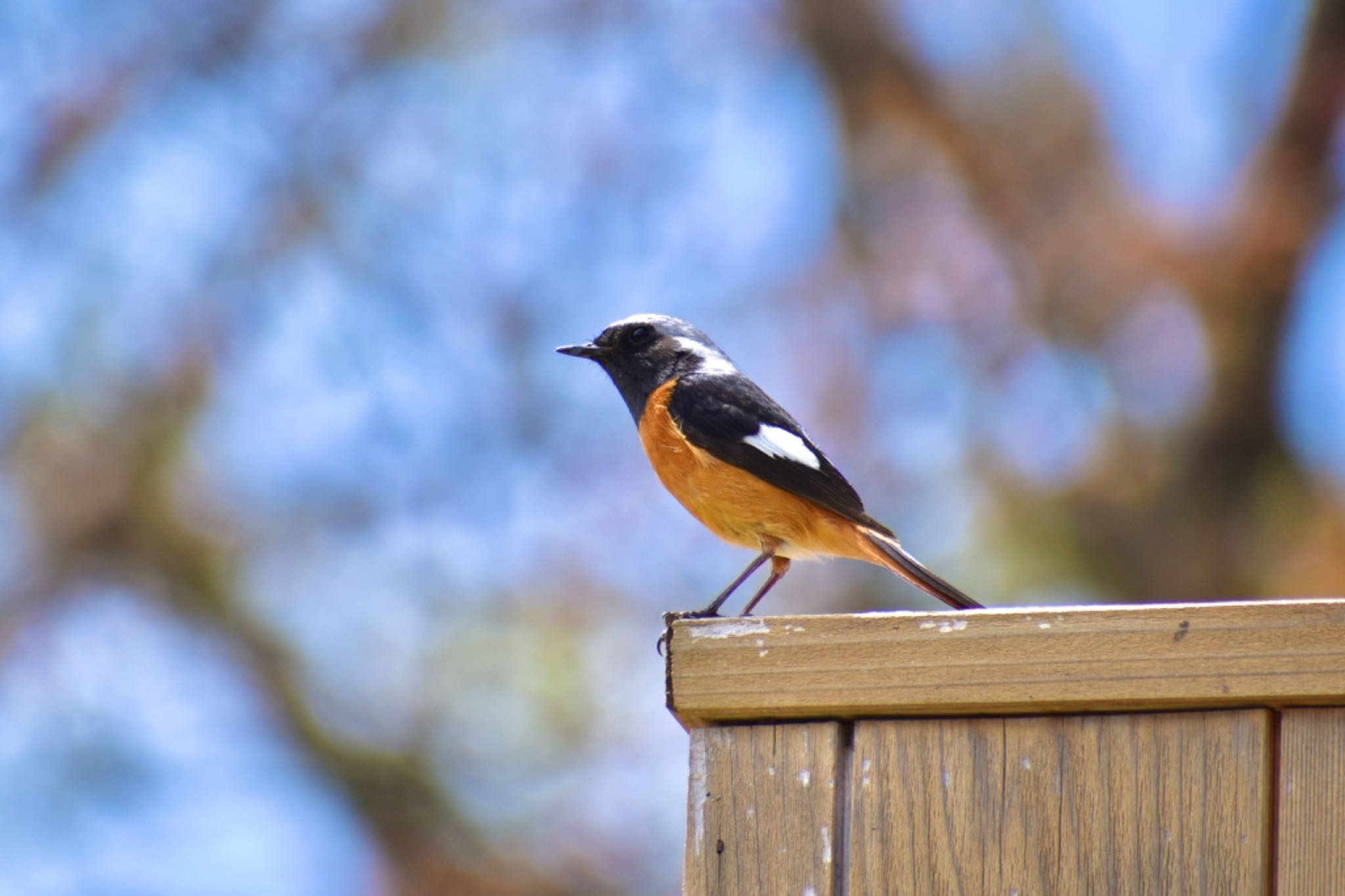 Photo of Daurian Redstart at 蓼科湖 by BARON