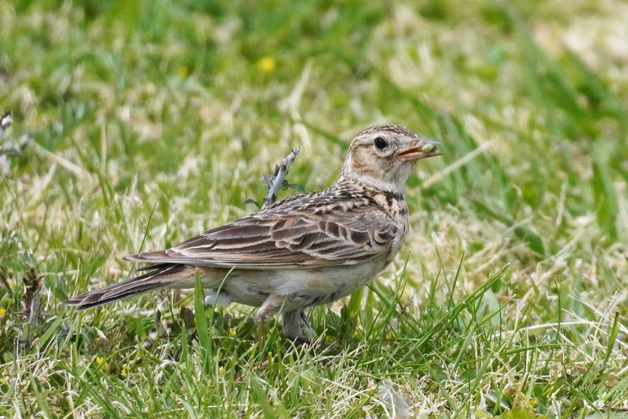 Eurasian Skylark