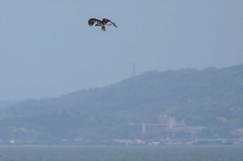 ミサゴ 宍道湖 2023年5月4日(木)