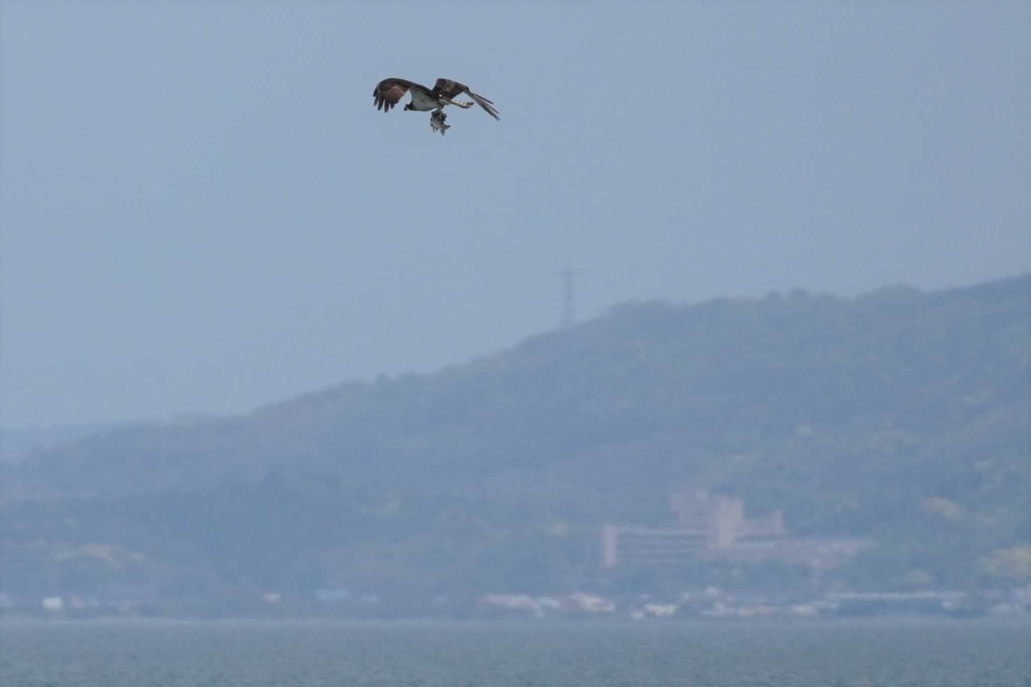 Osprey