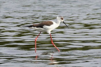 Thu, 5/4/2023 Birding report at 米子水鳥公園