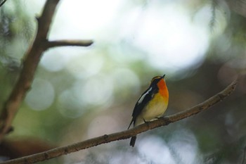 キビタキ 陣馬山 2023年4月20日(木)