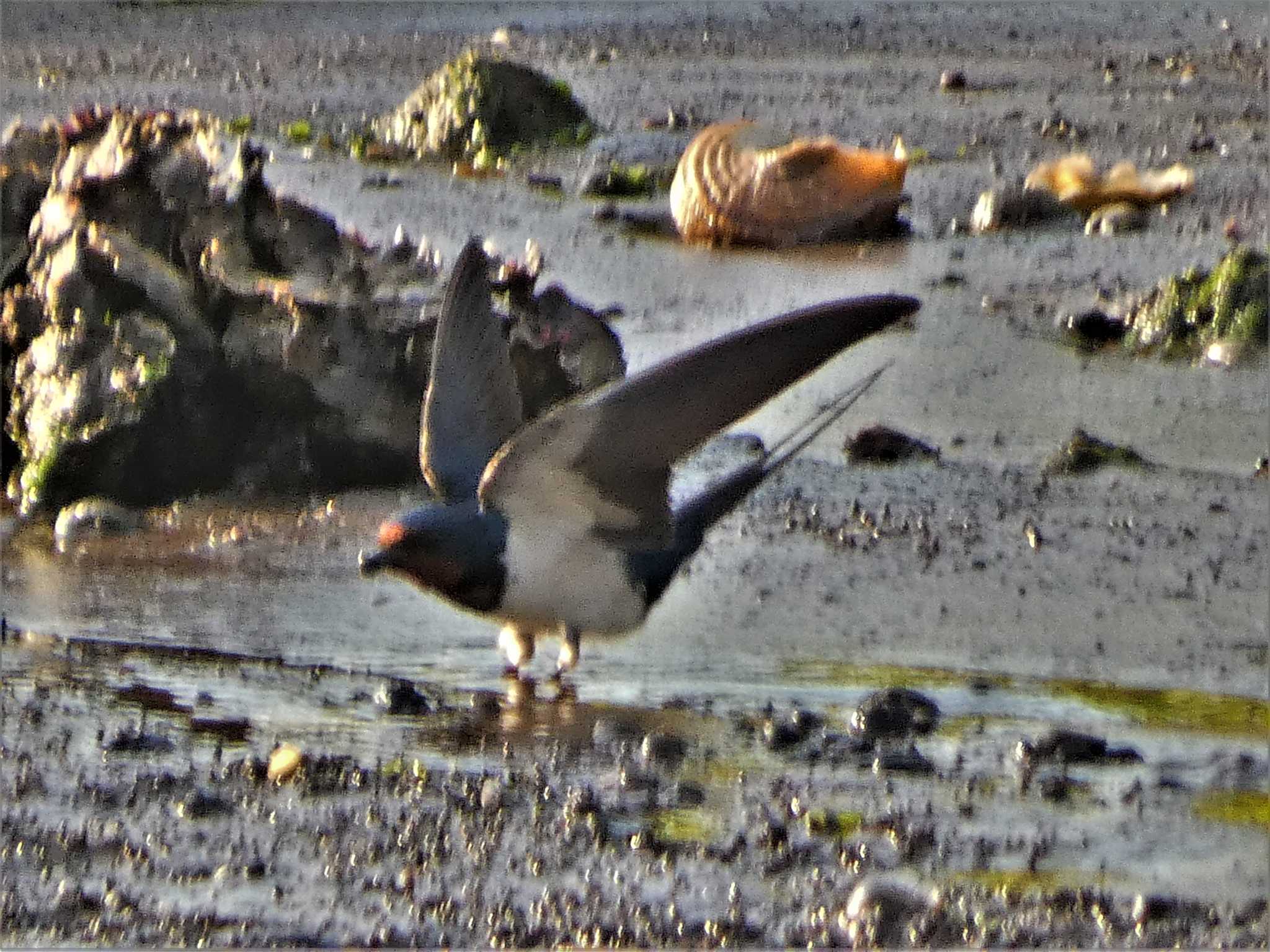 Barn Swallow