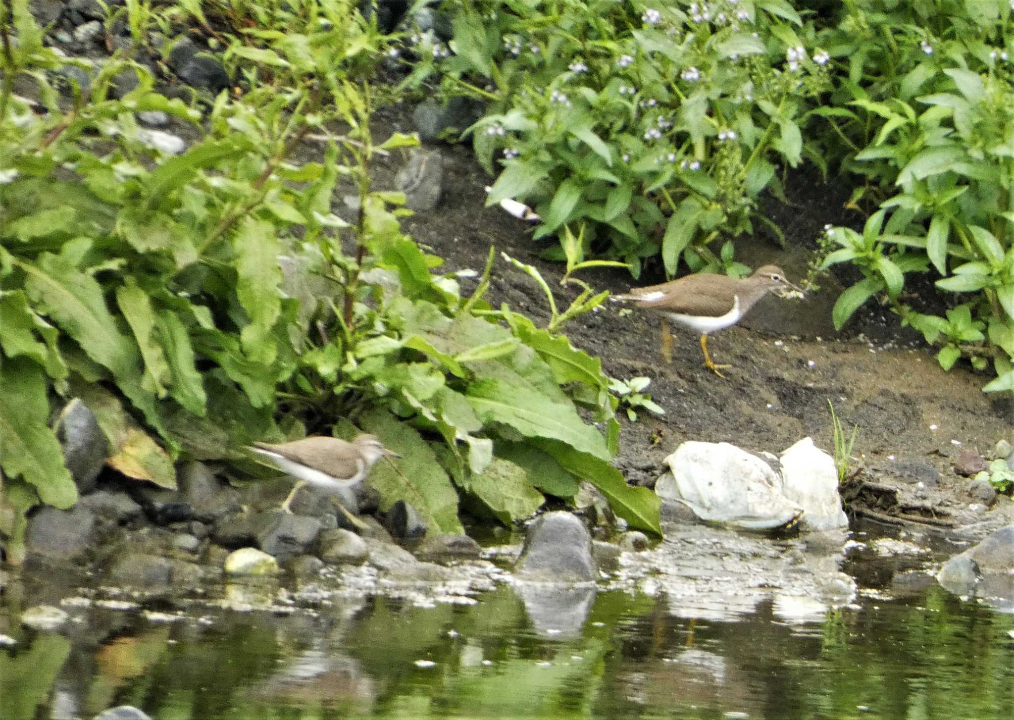 Common Sandpiper