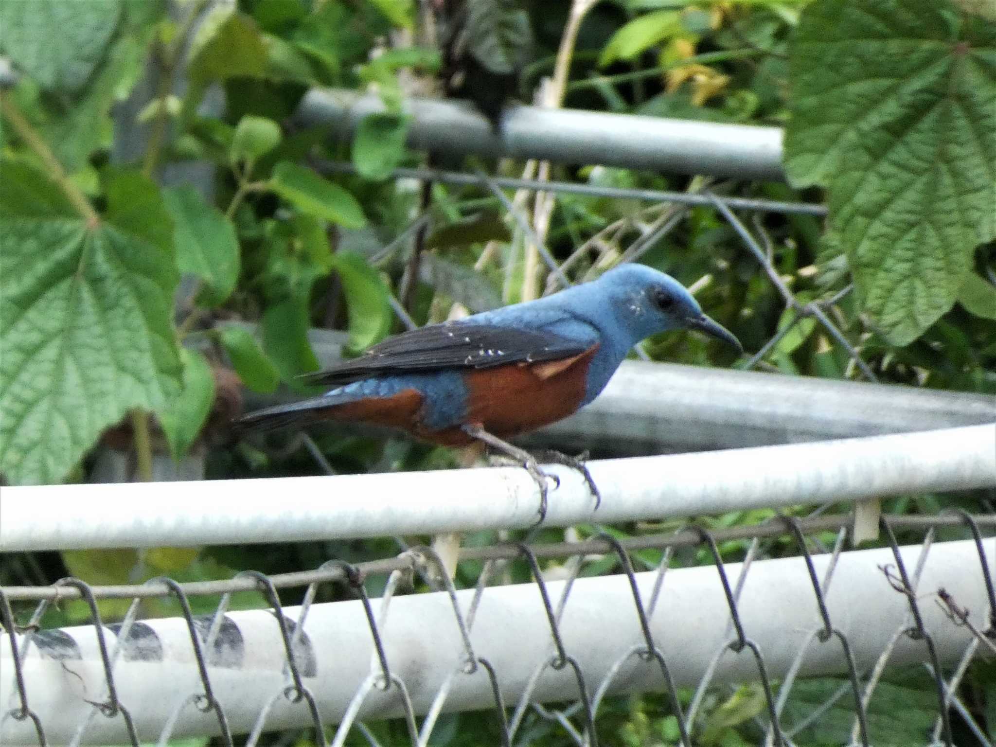 Blue Rock Thrush