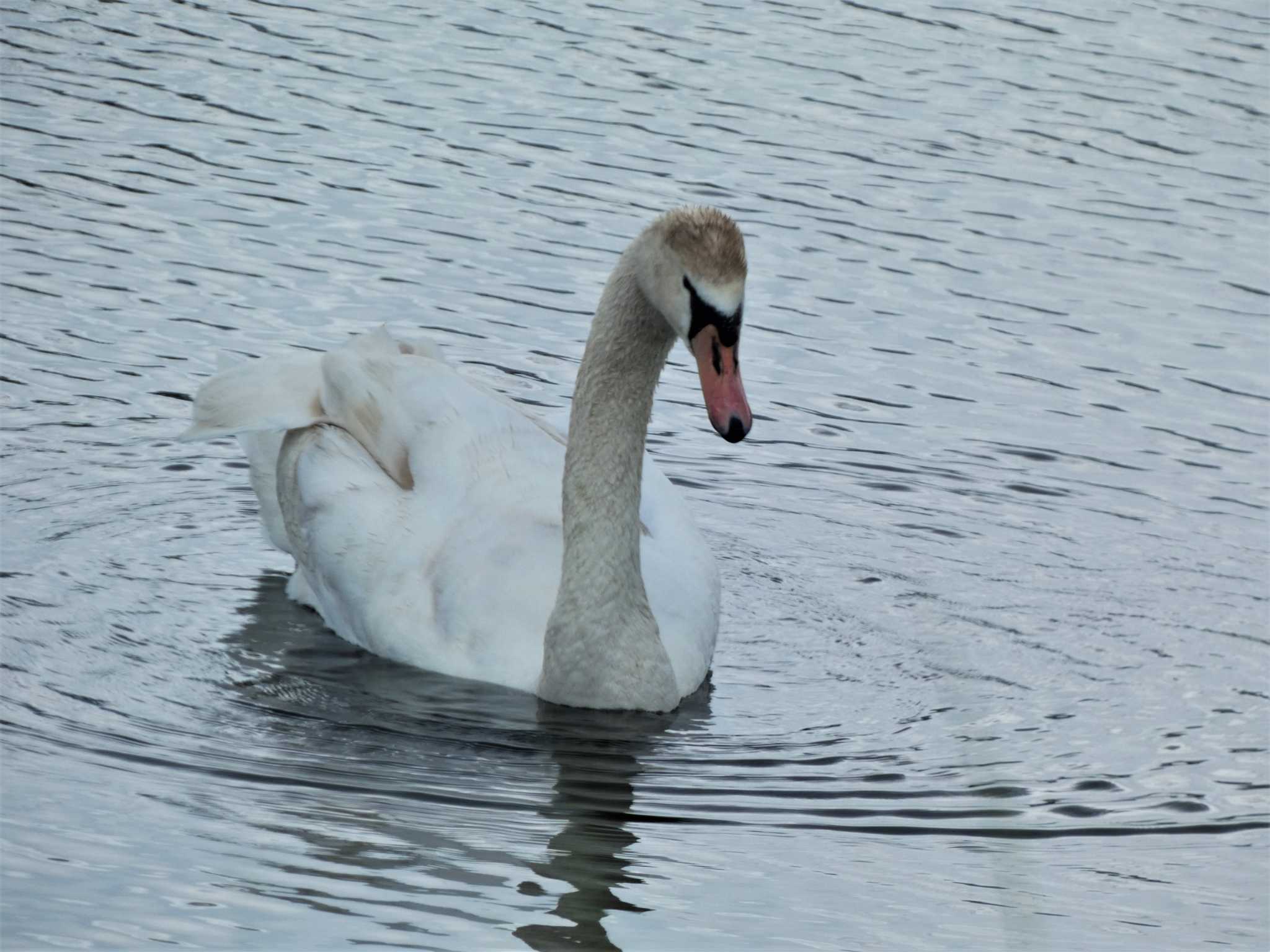 Mute Swan