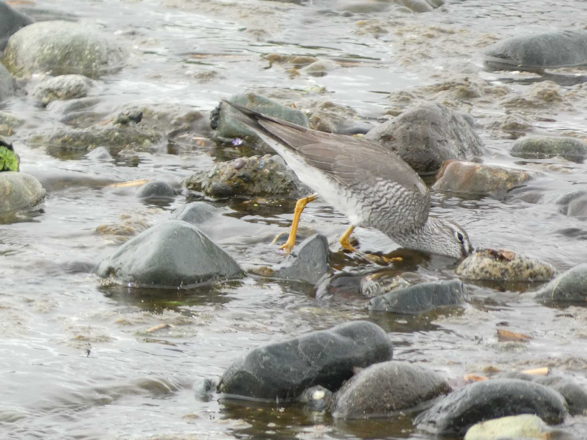 Grey-tailed Tattler