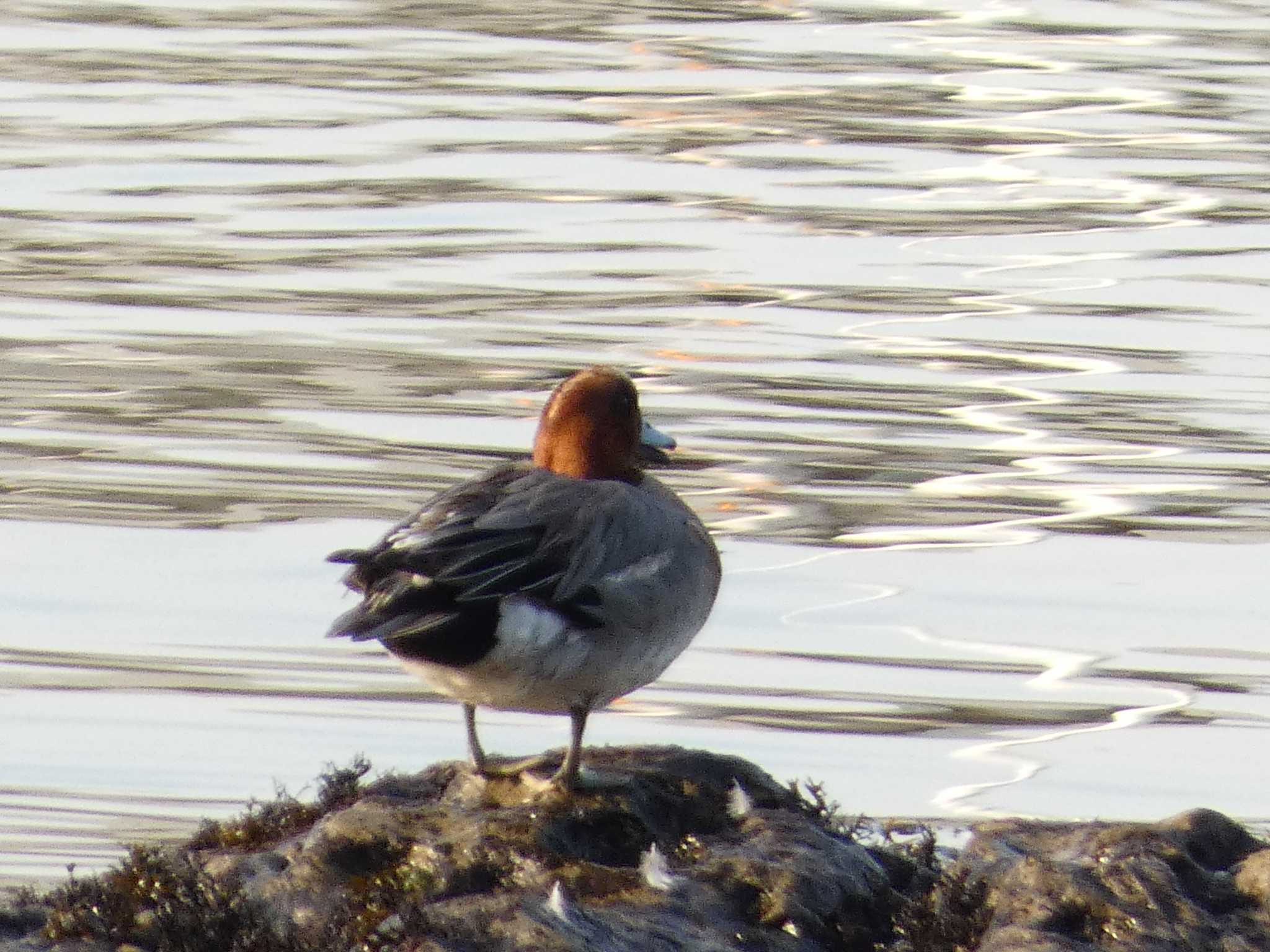 Eurasian Wigeon