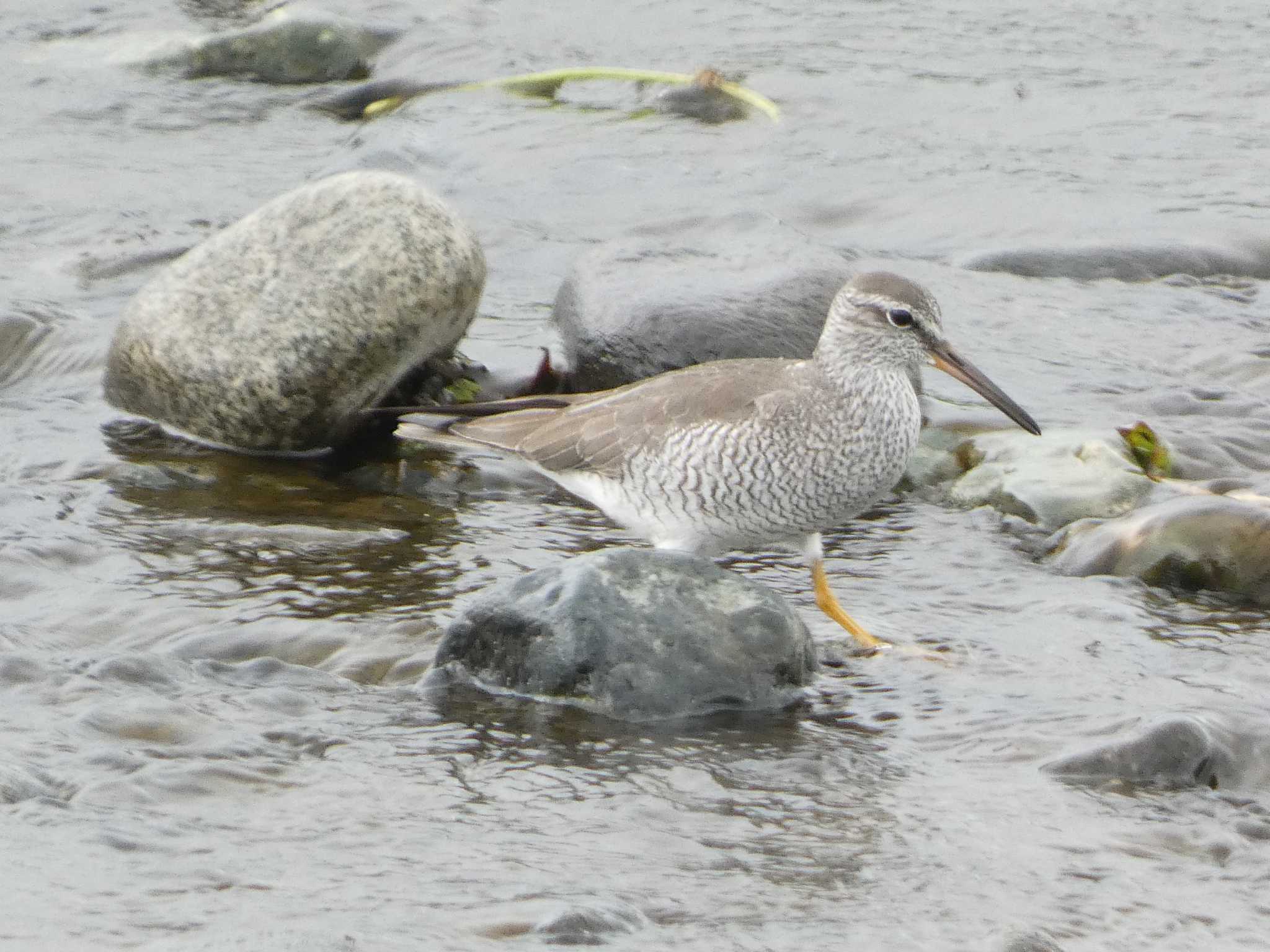 Grey-tailed Tattler