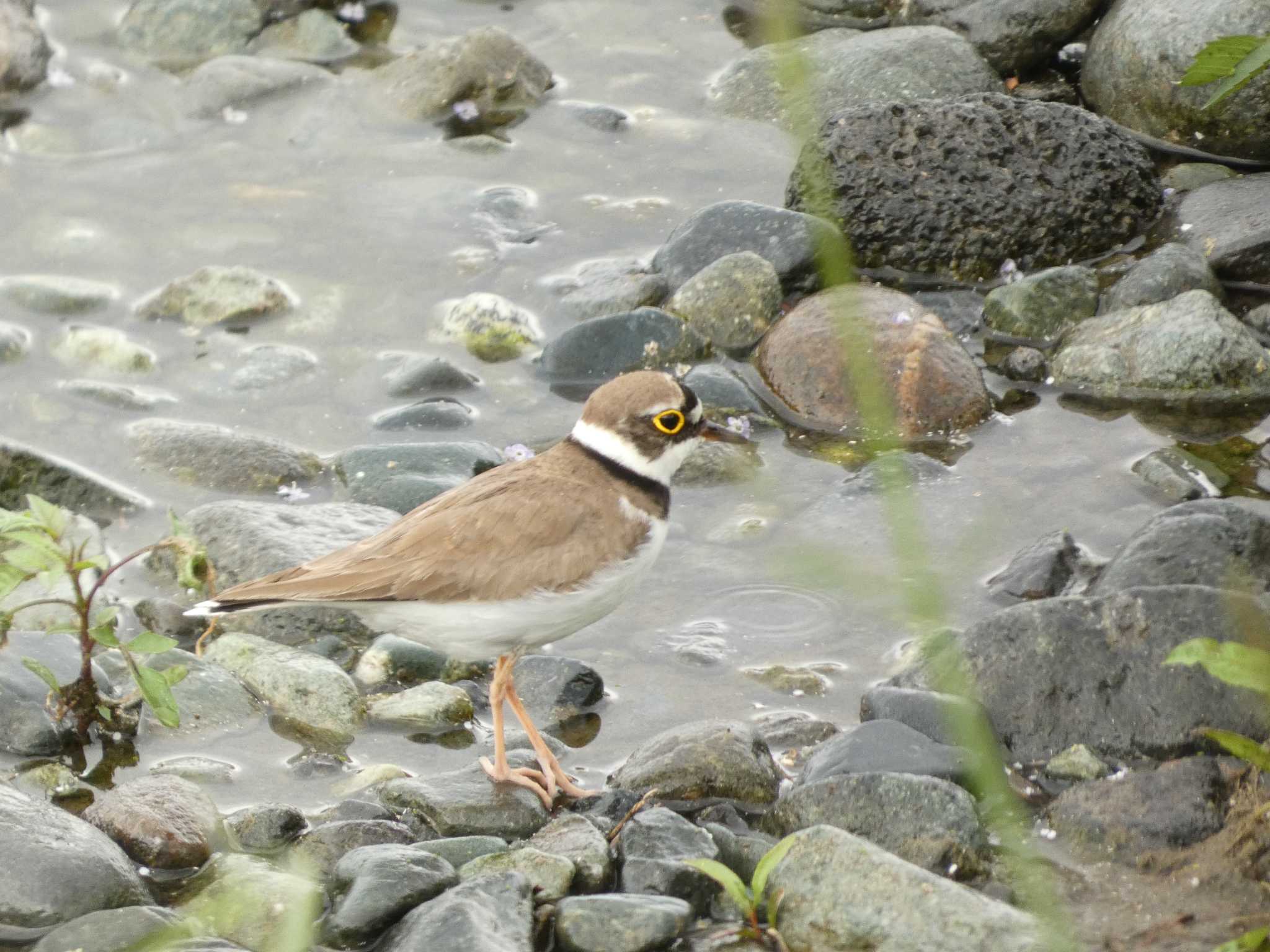 Little Ringed Plover