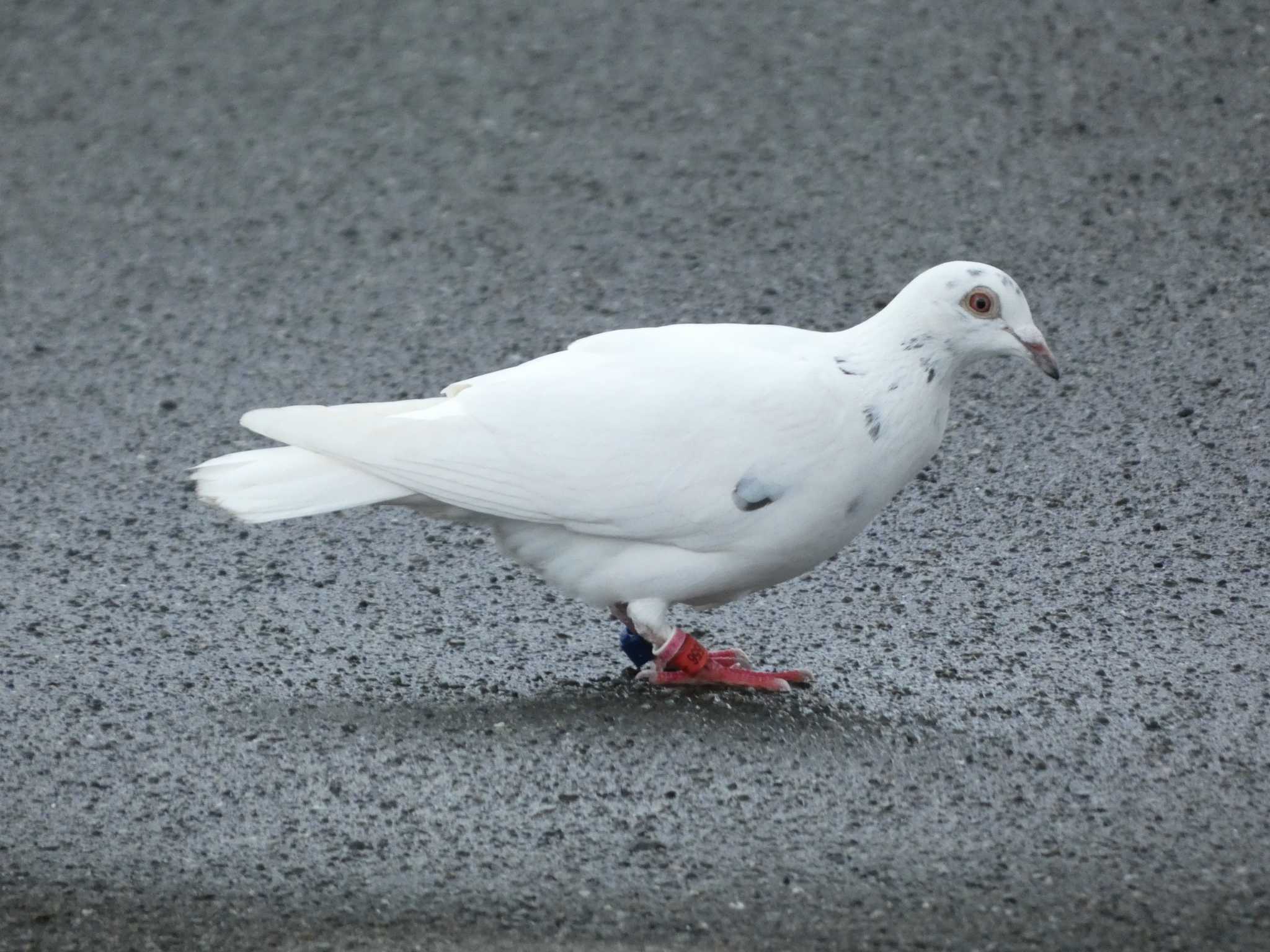 Photo of Rock Dove at 相模川河口 by koshi