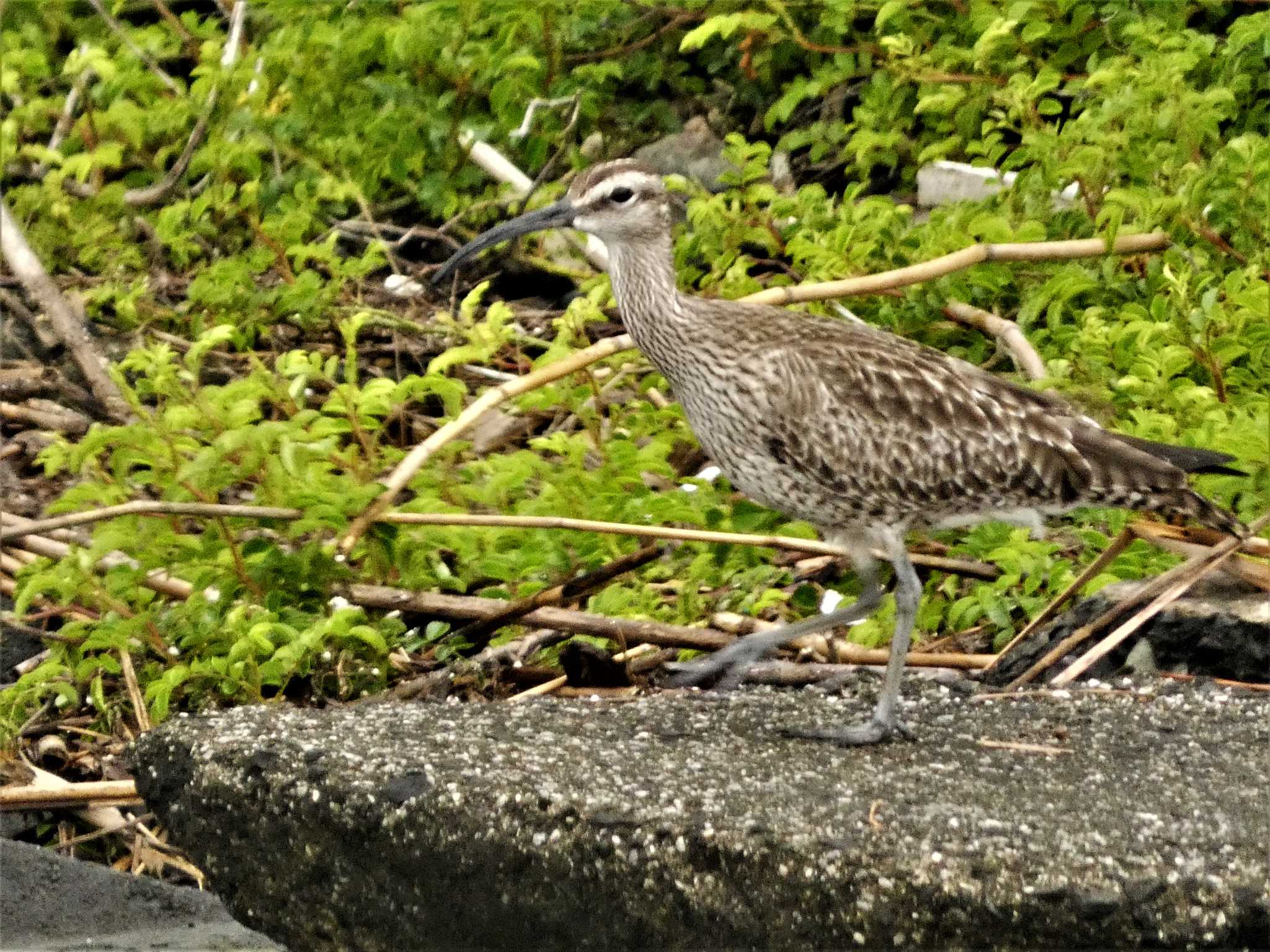 チュウシャクシギ