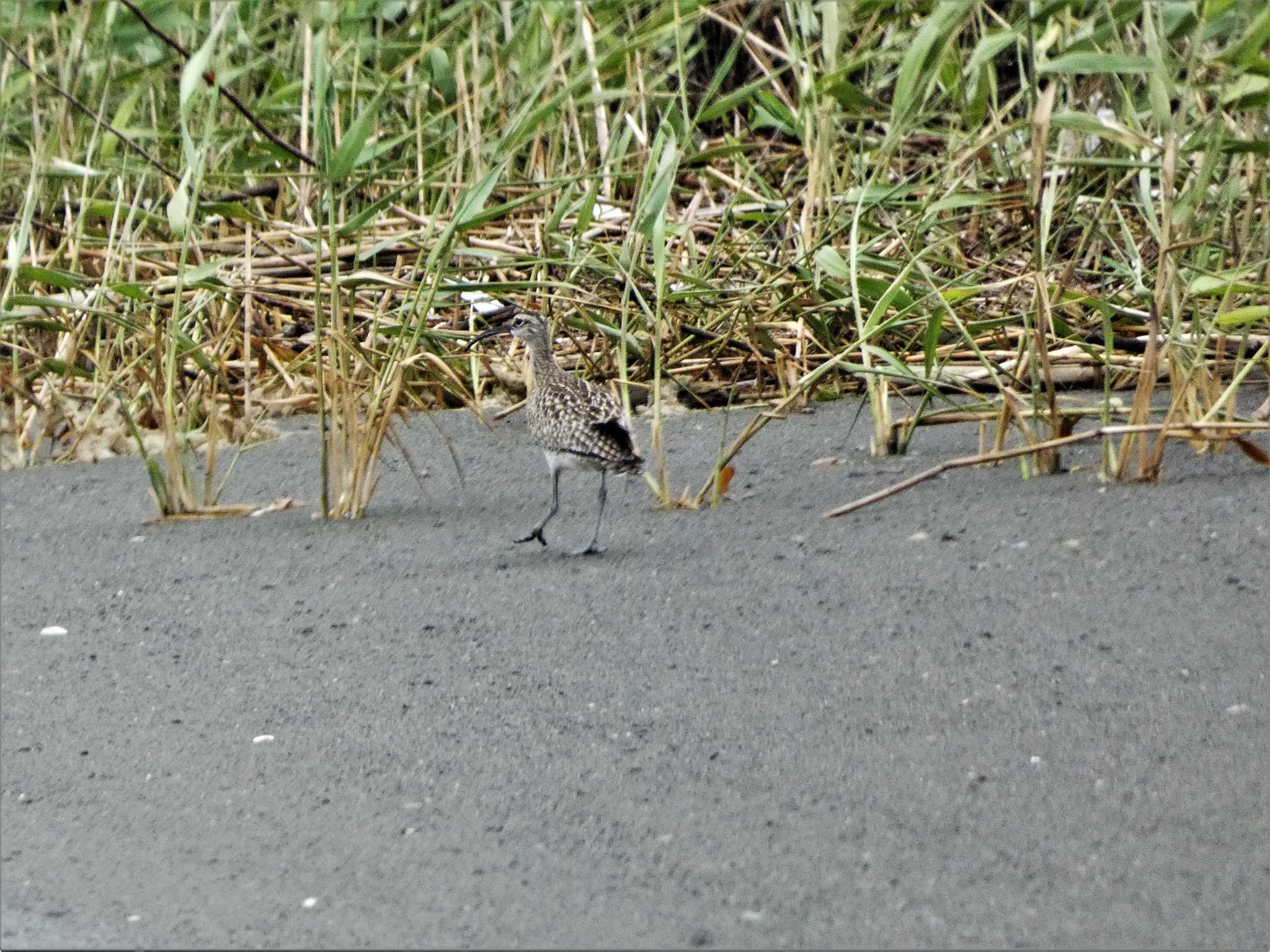 相模川河口 チュウシャクシギの写真 by koshi