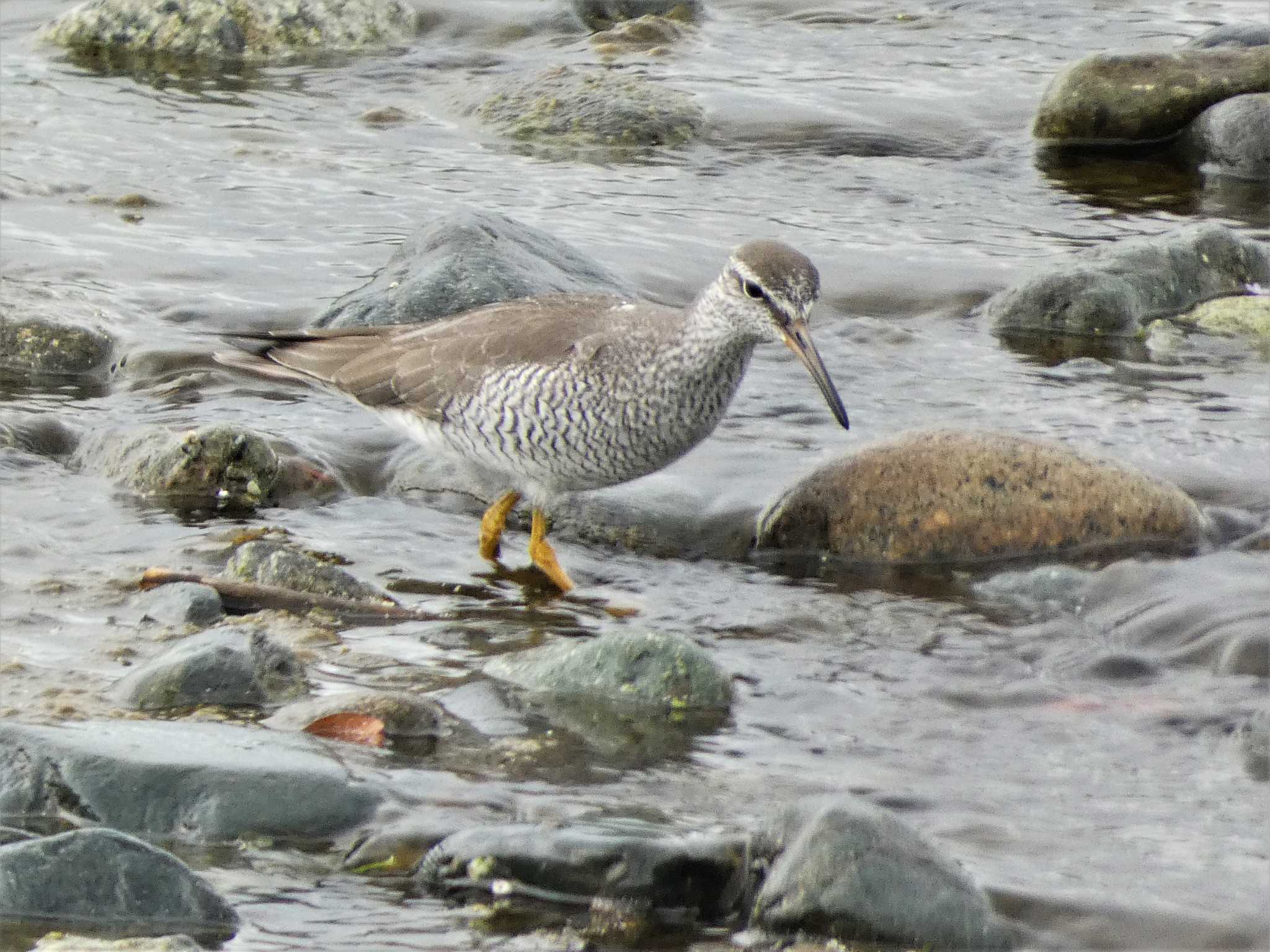 Grey-tailed Tattler