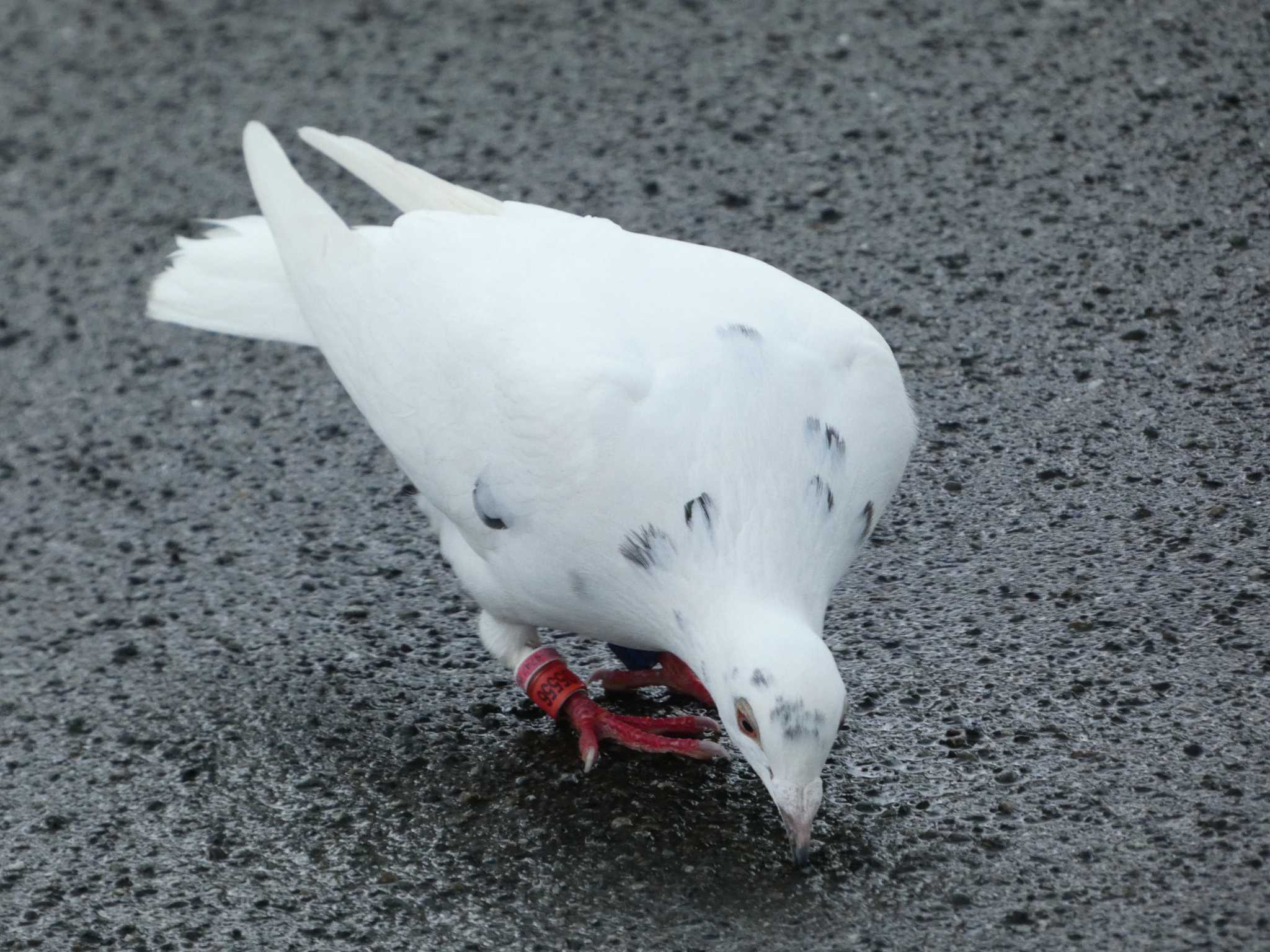 Photo of Rock Dove at 相模川河口 by koshi