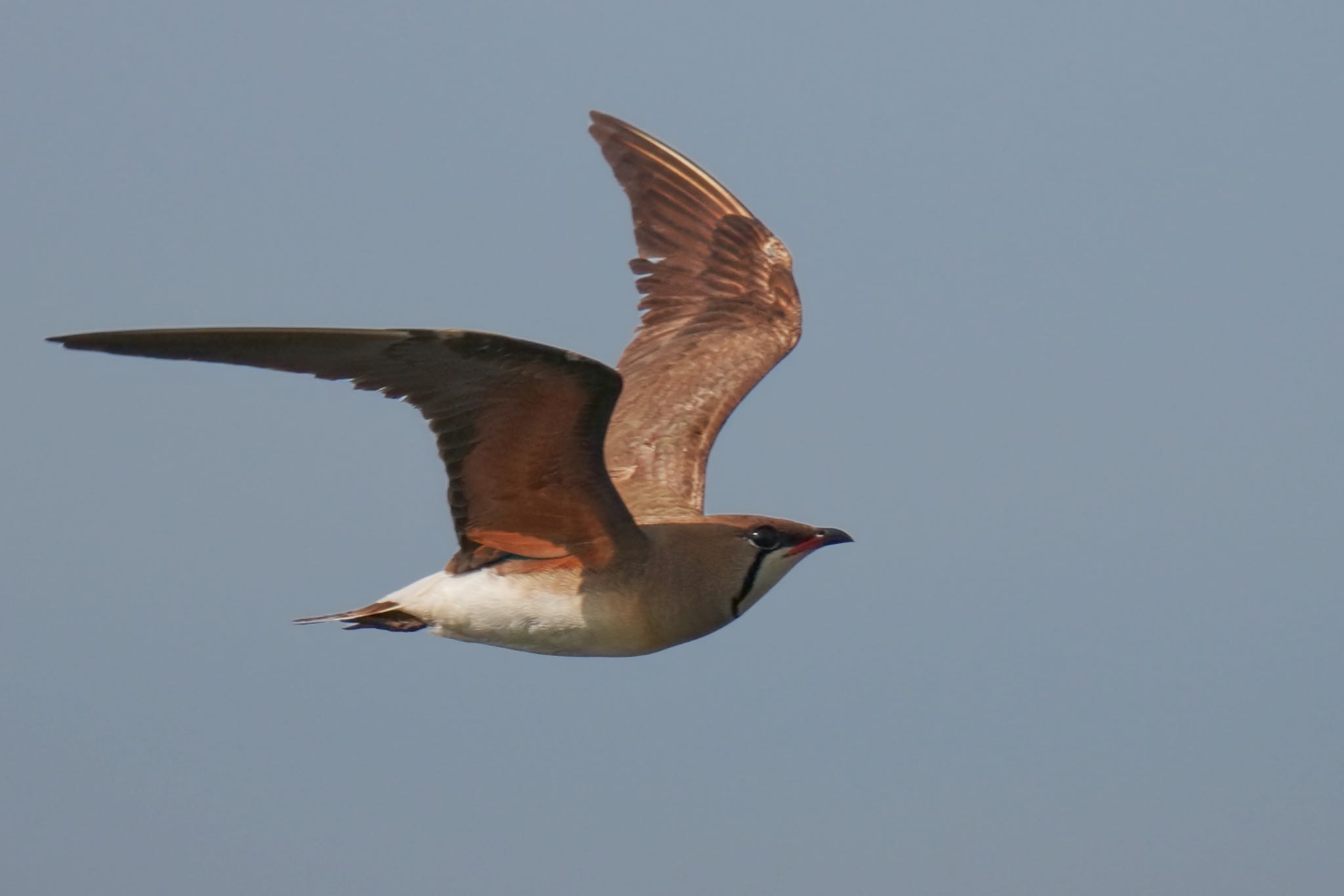 Photo of Oriental Pratincole at 酒匂川河口 by アポちん