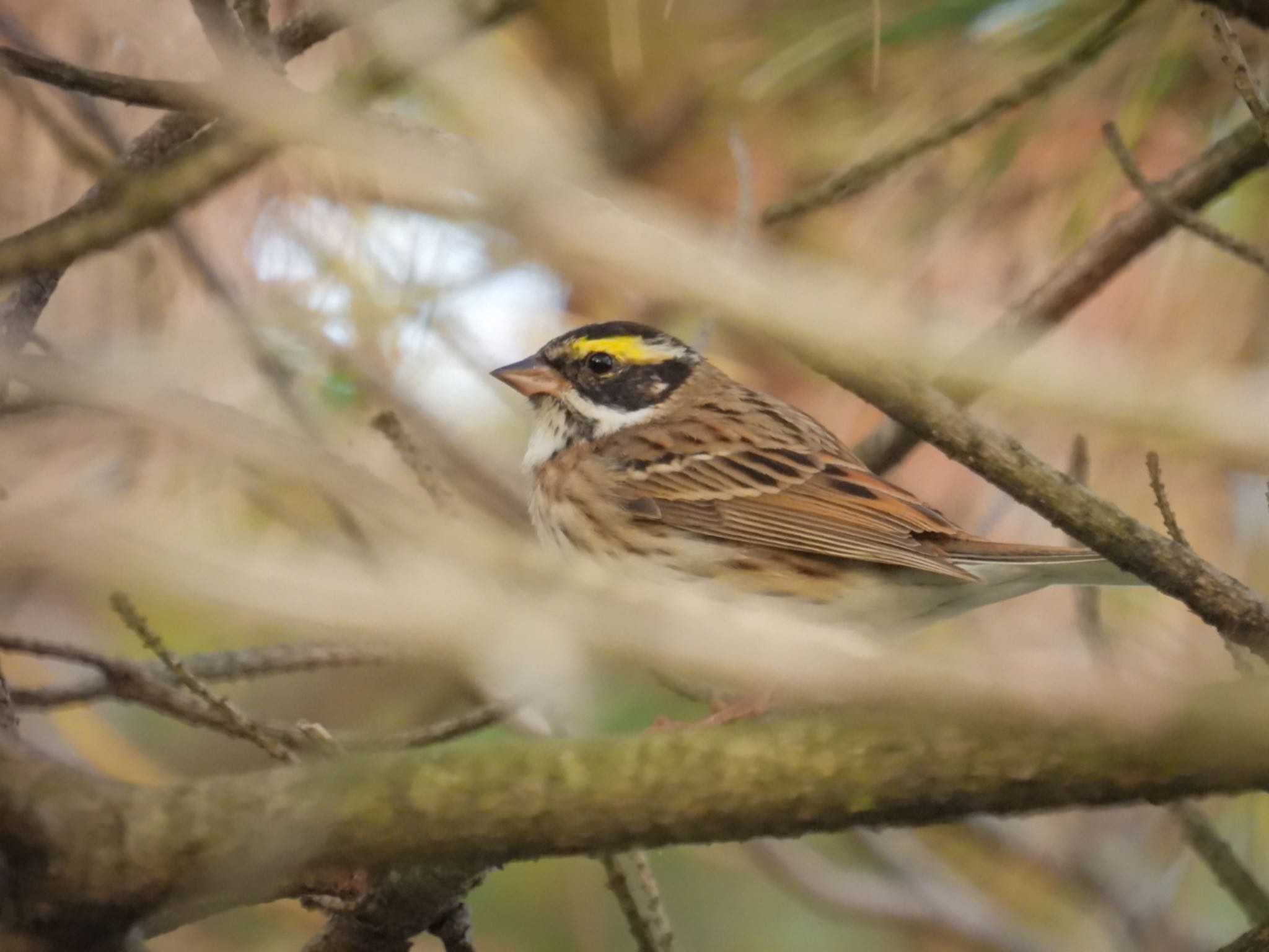 Photo of Yellow-browed Bunting at Awashima Island by ぽちゃっこ