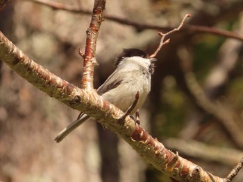 Willow Tit 上高地 Sat, 4/22/2023